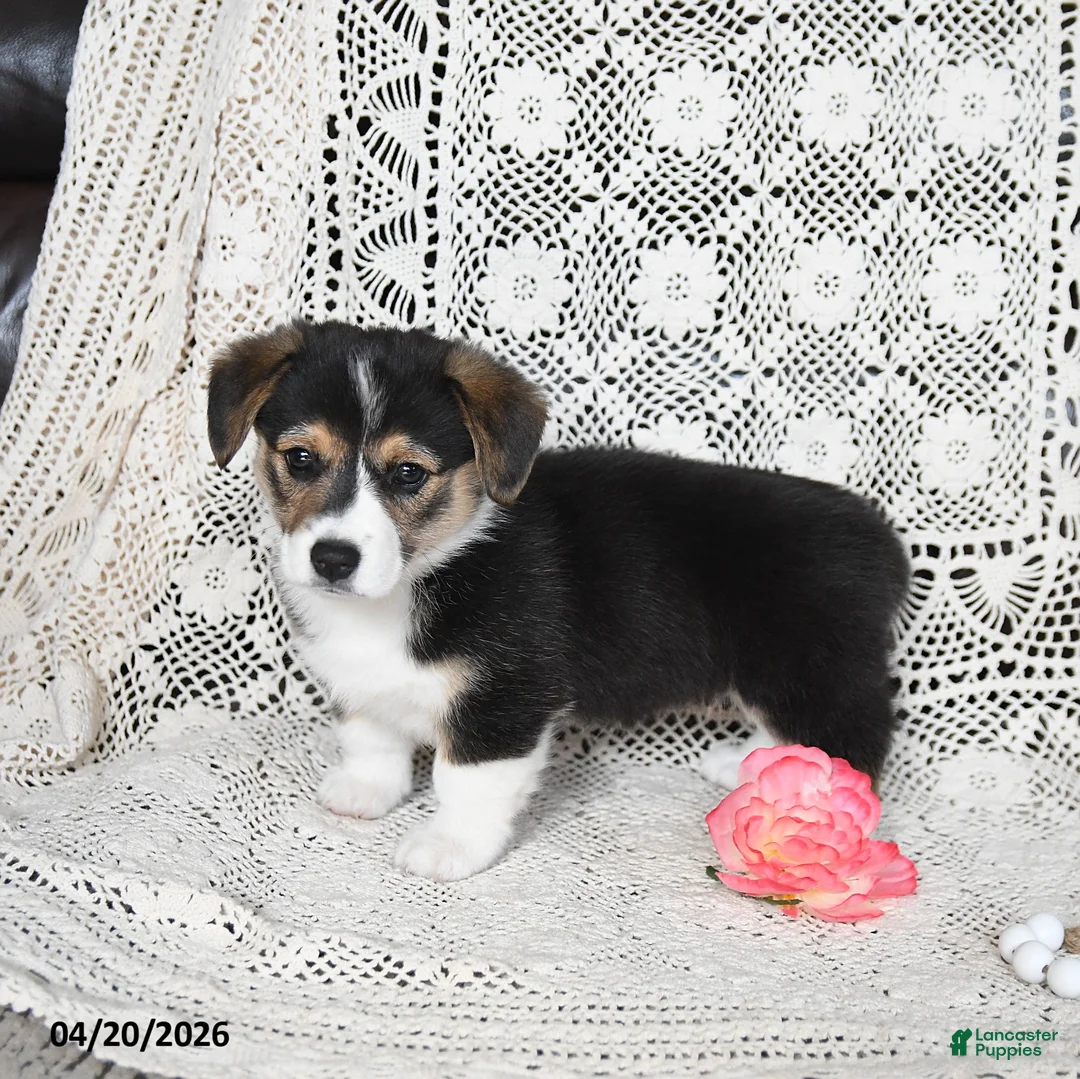 Welsh Corgi Pembroke dogs for sale: Cathy - Ad 1