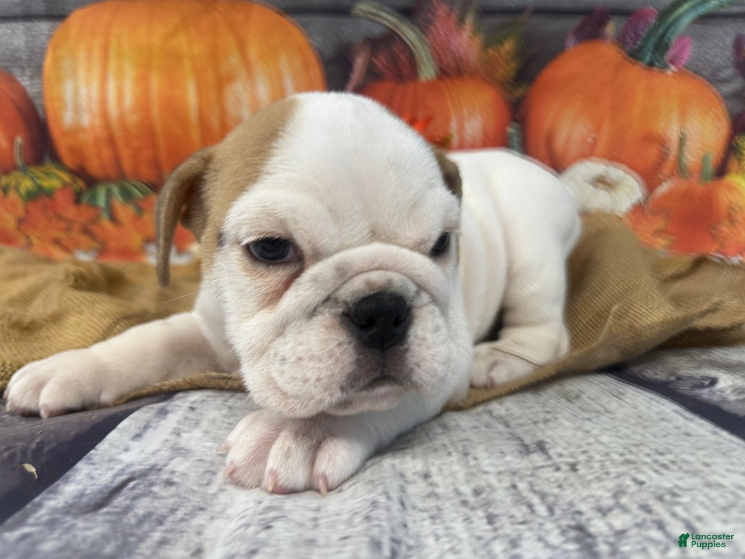 English Bulldog dogs for sale: Snow white - Ad 9