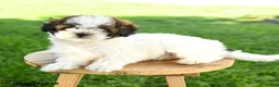 Maltipoo dogs for sale: Charlie - Ad 3