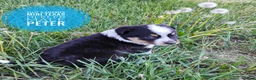 Mixed Breed dogs for sale: Peter - Ad 2