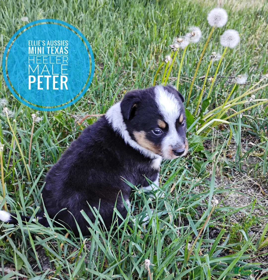 Mixed Breed dogs for sale: Peter - Ad 2