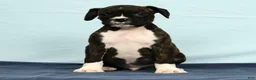 Boxer dogs for sale: Leo - Ad 3