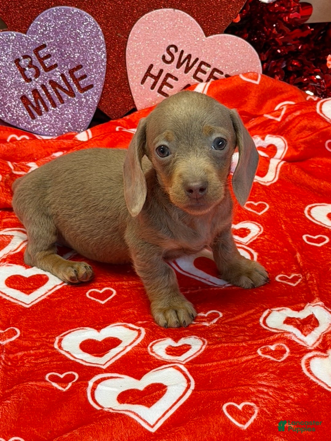 Miniature Dachshund dogs for sale: Molly - Ad 4