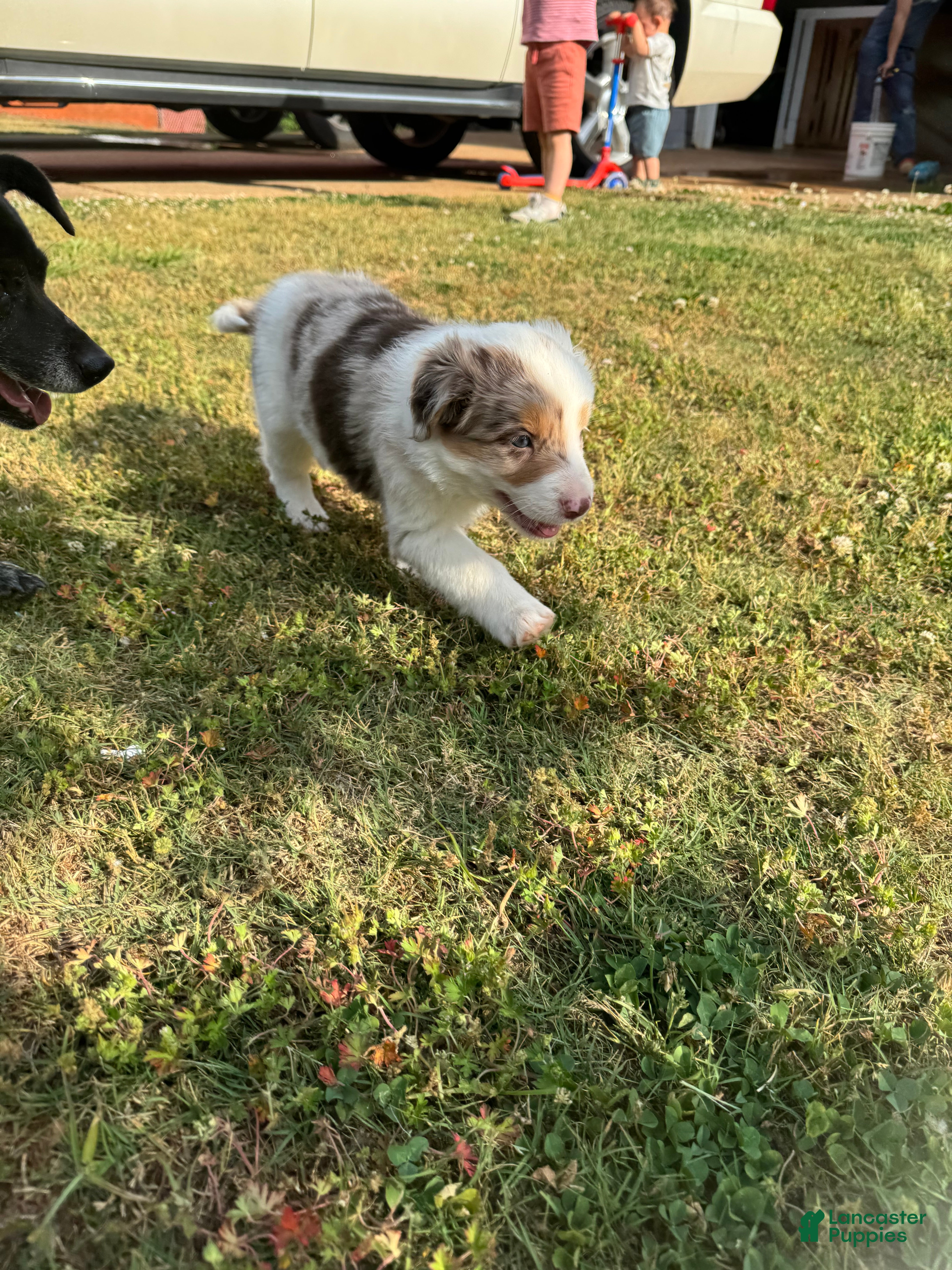 Border Collie dogs Muffin - Ad 35
