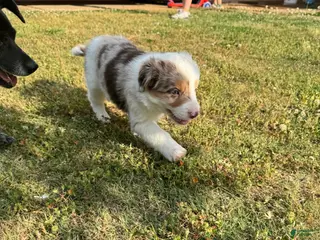 Border Collie dogs Muffin - Ad 12