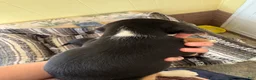 Beagle dogs for sale: Raya - Ad 2
