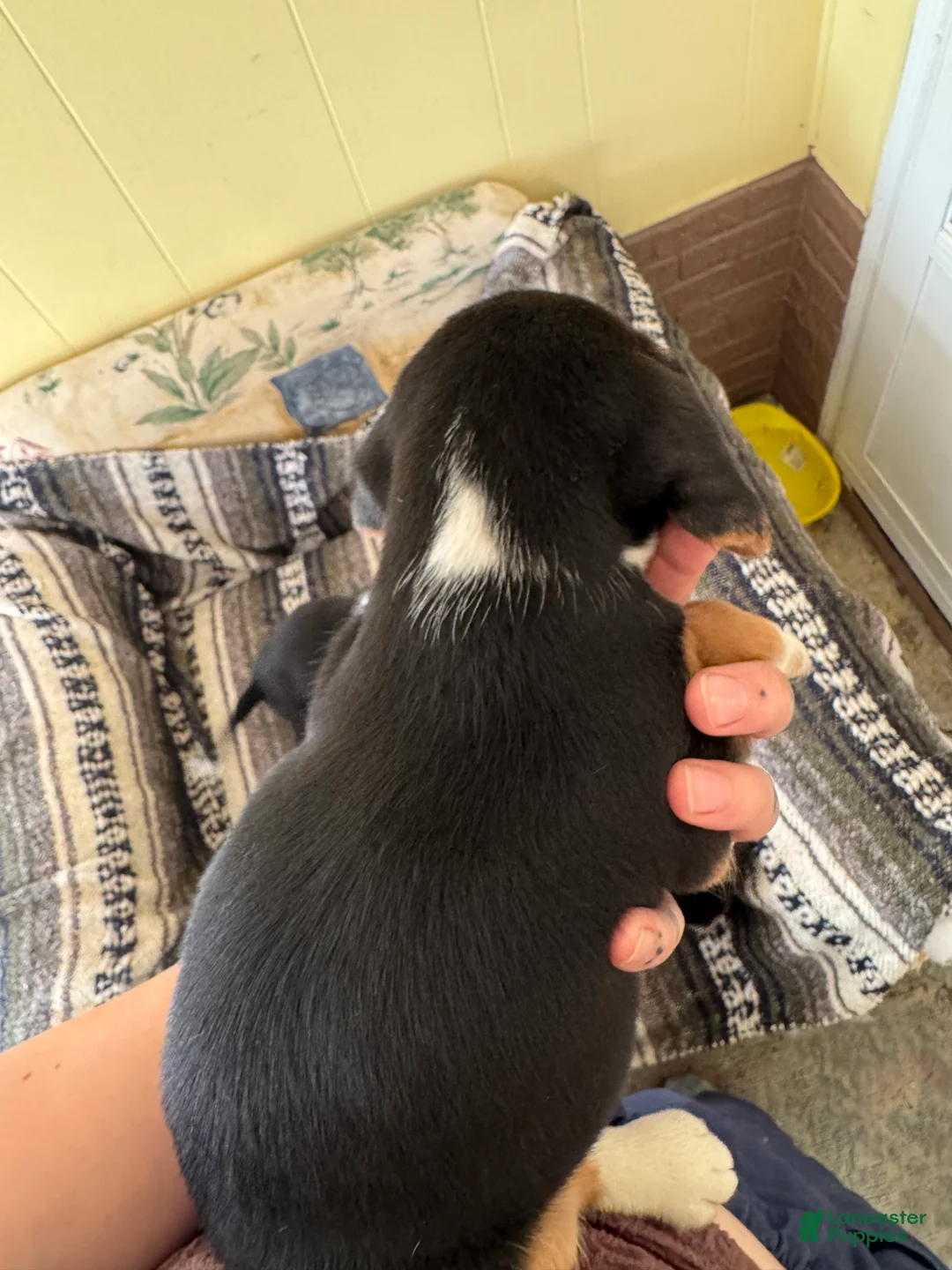 Beagle dogs for sale: Raya - Ad 2
