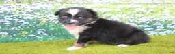 Australian Shepherd dogs for sale: Leo - Ad 1
