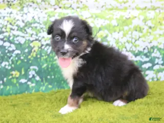 Australian Shepherd dogs Leo - Ad 27