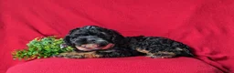Cavapoo dogs for sale: Simon - Ad 4