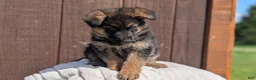 German Shepherd dogs for sale: Zoey - Ad 3