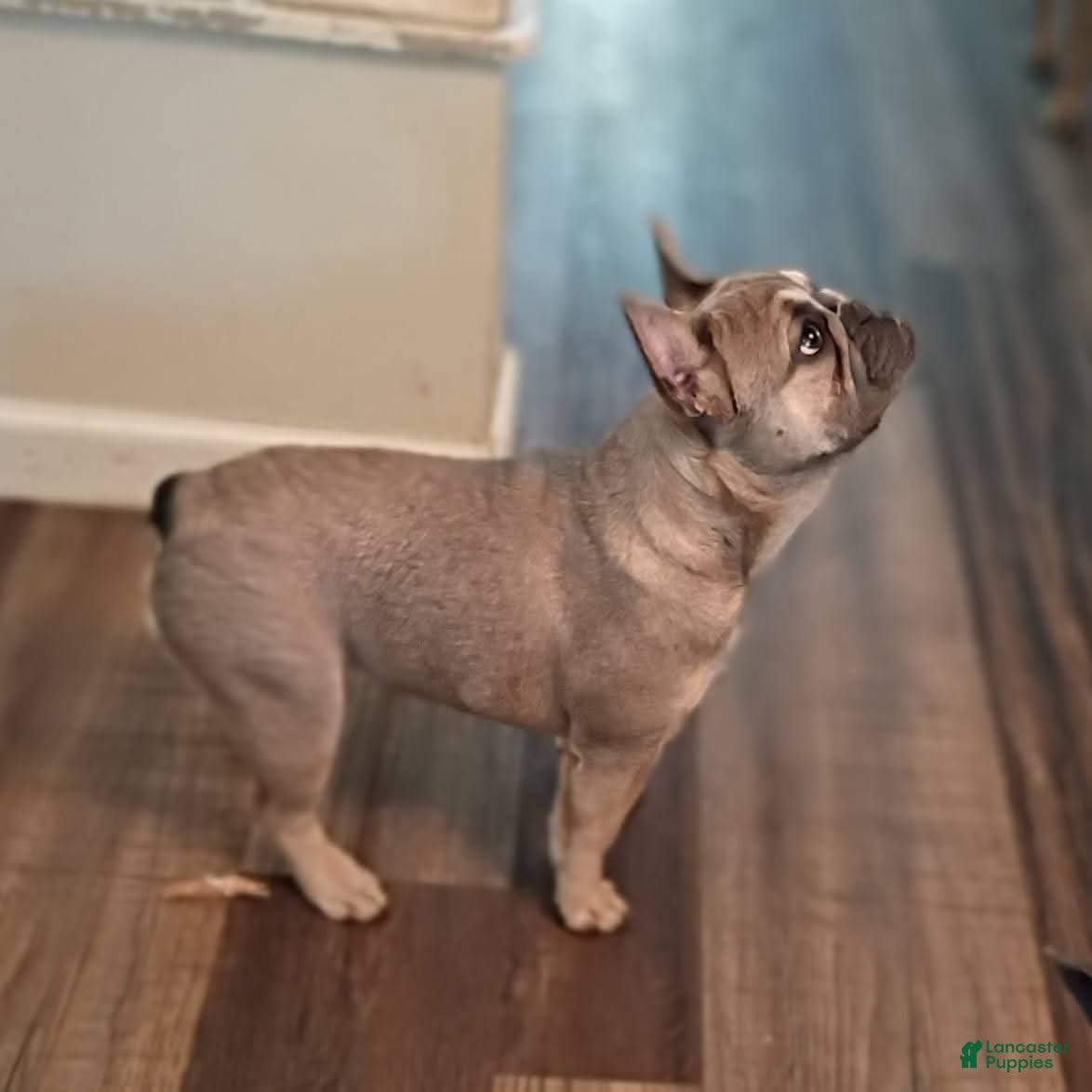 French Bulldog dogs French Bulldog 2 - Ad 2