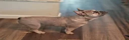 French Bulldog dogs for sale: French Bulldog 2 - Ad 2