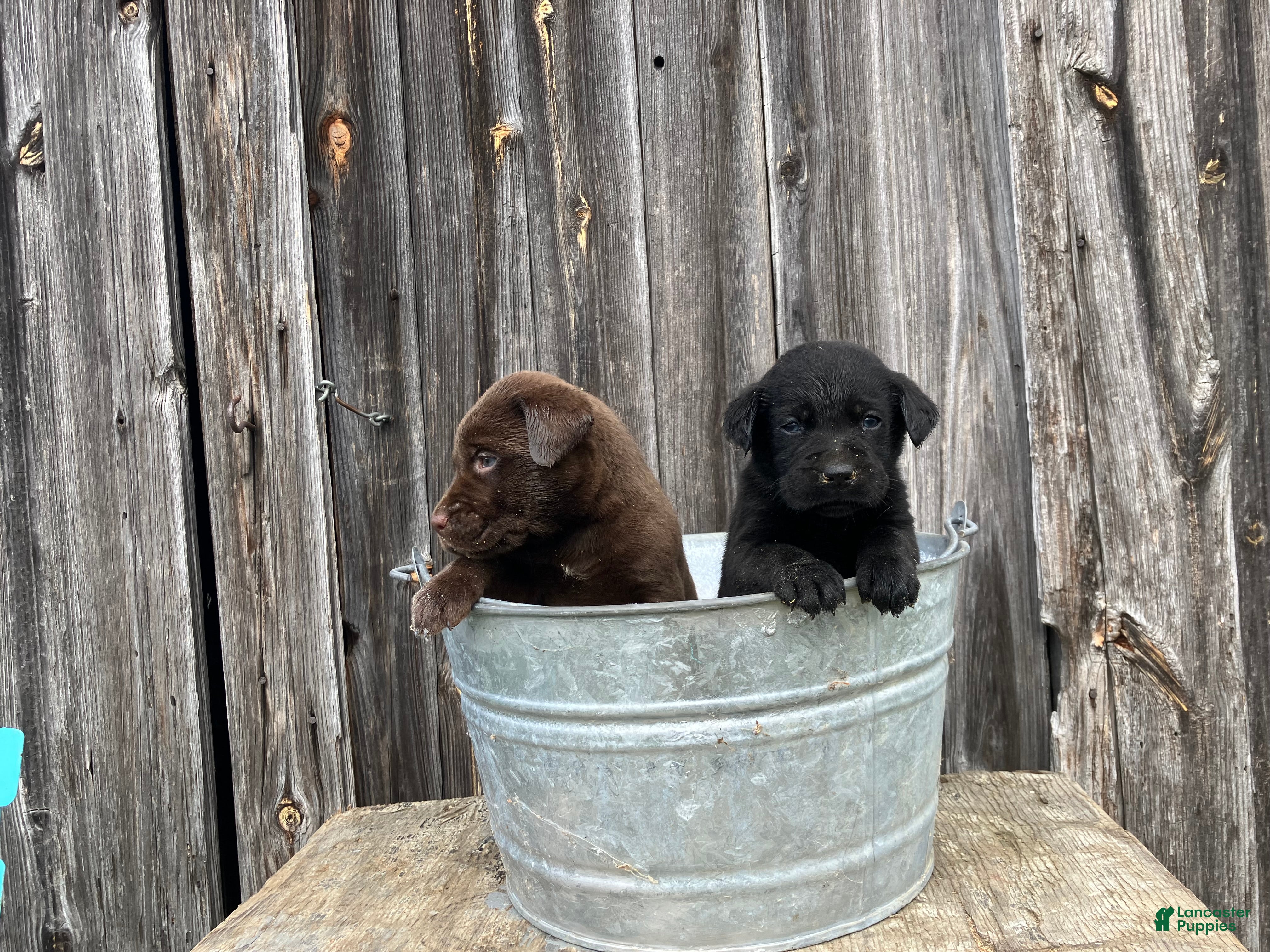 Labrador Retriever dogs Labrador Retriever Puppy 4 - Ad 26