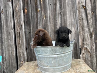 Labrador Retriever dogs Labrador Retriever Puppy 4 - Ad 35