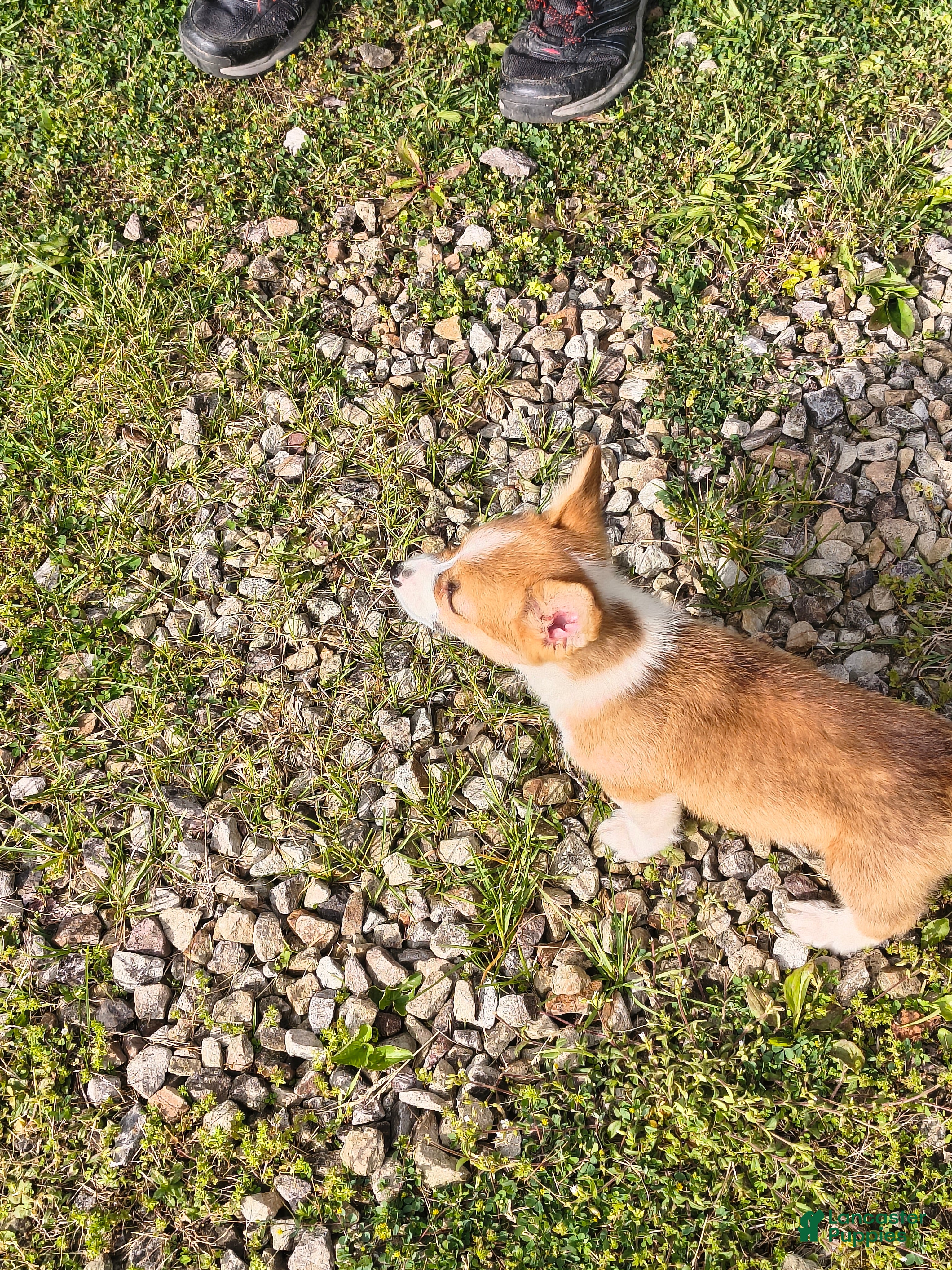 Welsh Corgi Pembroke dogs Welsh Corgi Pembroke Puppy 6 - Ad 36