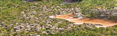 Welsh Corgi Pembroke Puppy 6