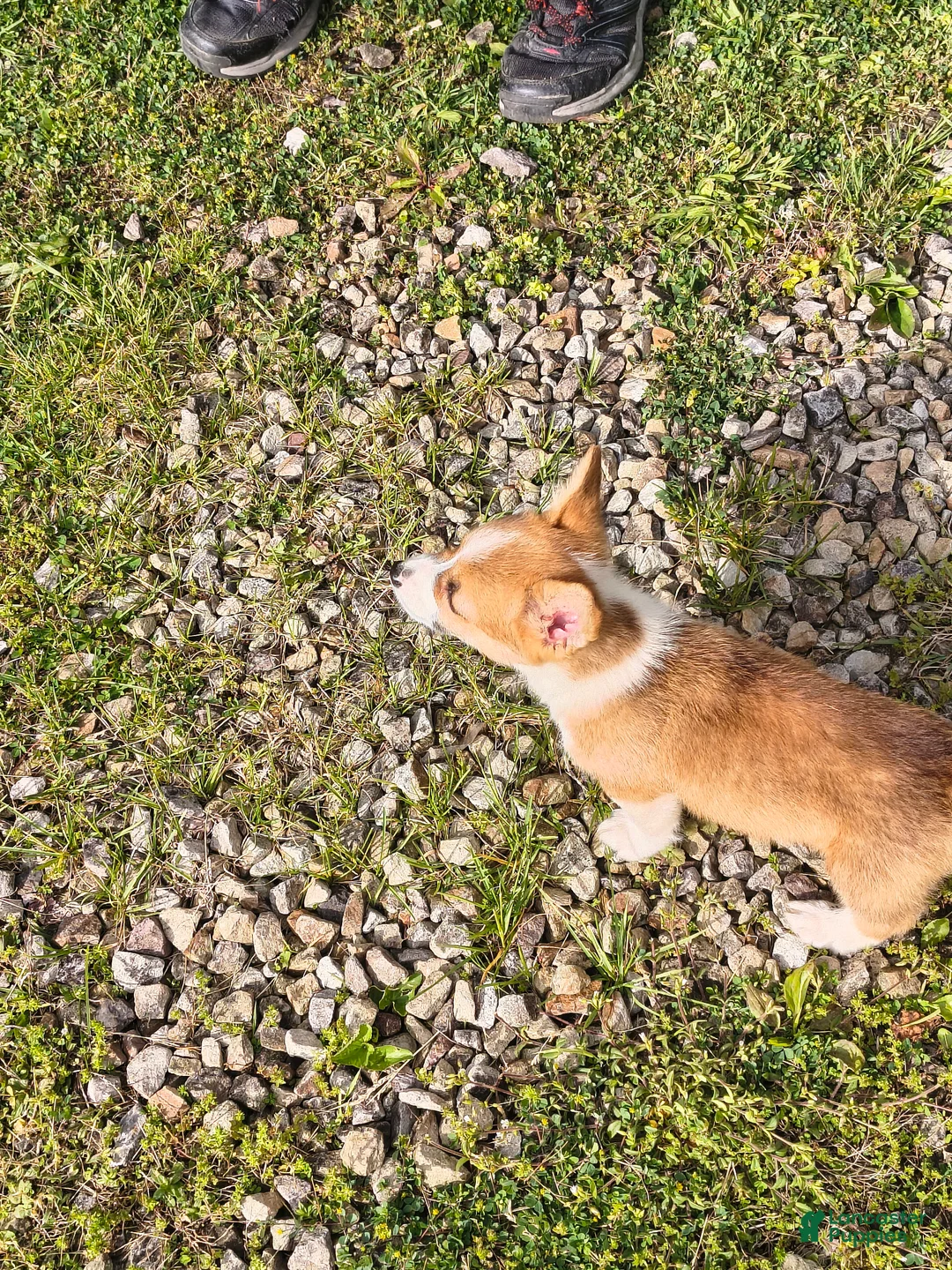 Welsh Corgi Pembroke dogs for sale: Welsh Corgi Pembroke Puppy 6 - Ad 1