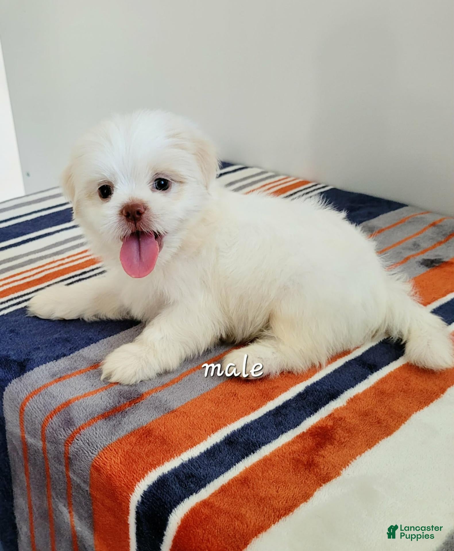 Shih Tzu dogs Shih Tzu 1 - Ad 1