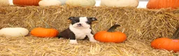 Boston Terrier dogs for sale: Jeremy - Ad 4