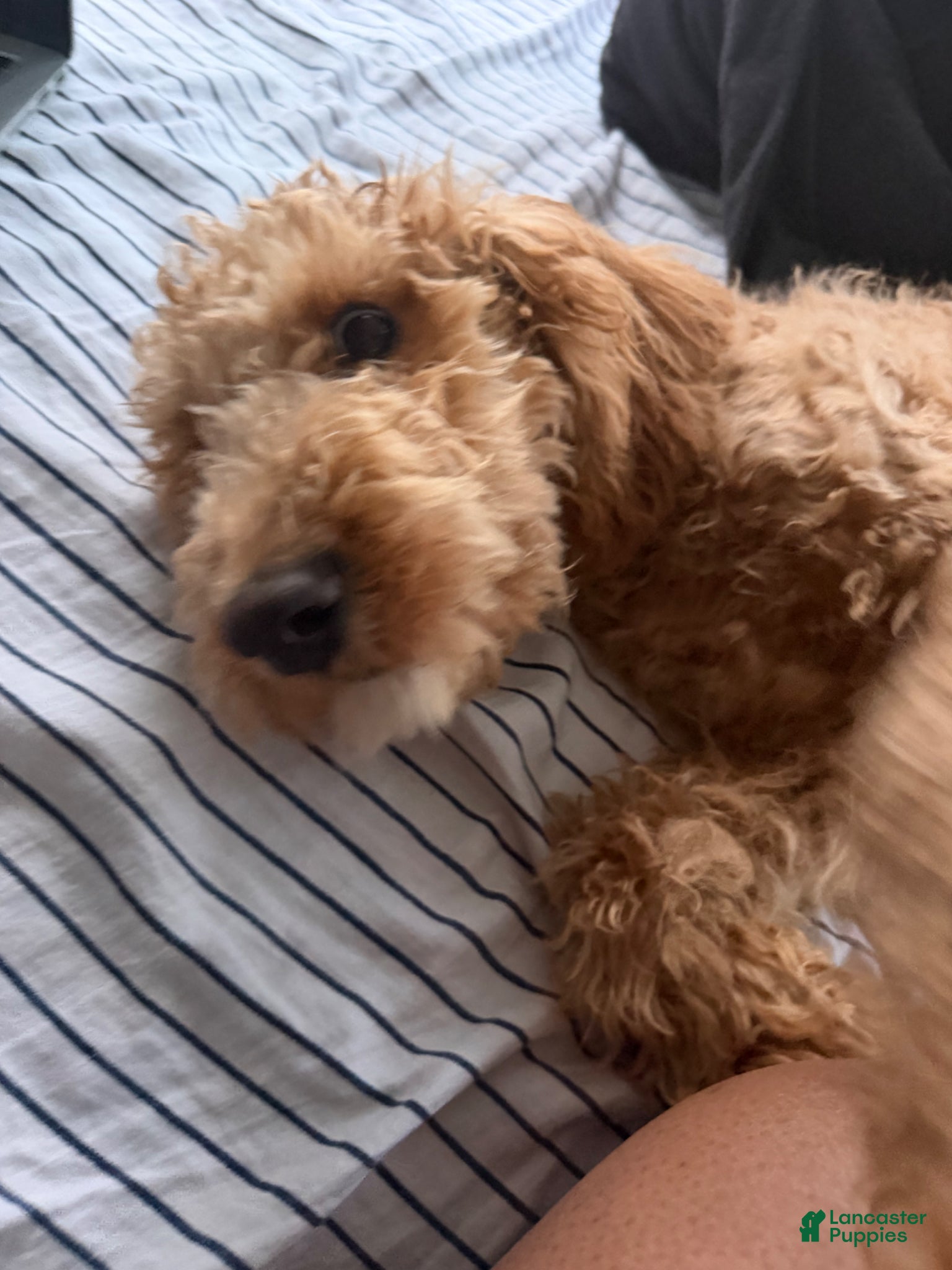 Goldendoodle dogs Pumpkin - Ad 4