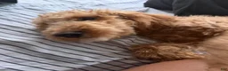 Goldendoodle dogs for sale: Pumpkin - Ad 1