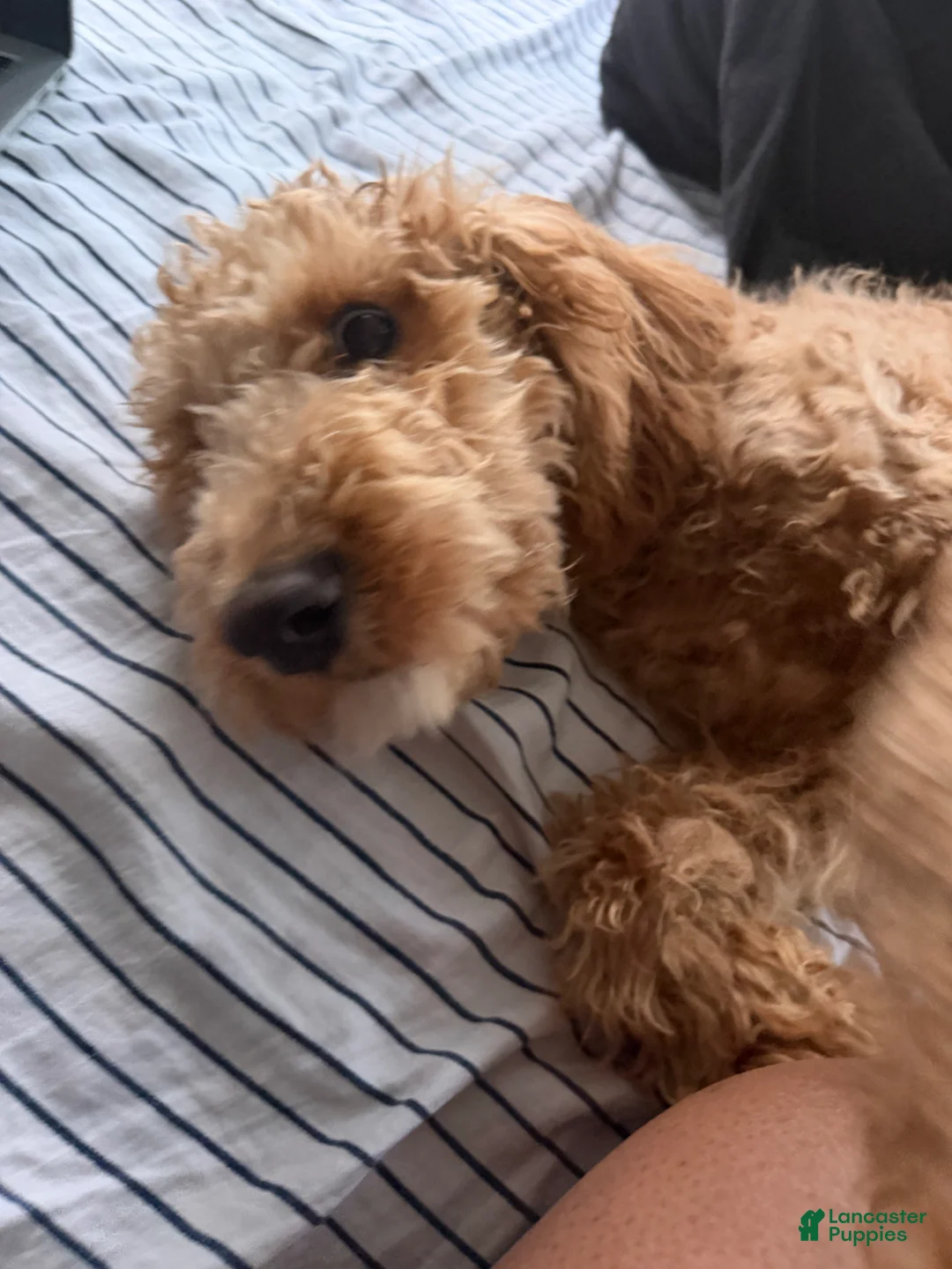 Goldendoodle dogs for sale: Pumpkin - Ad 1