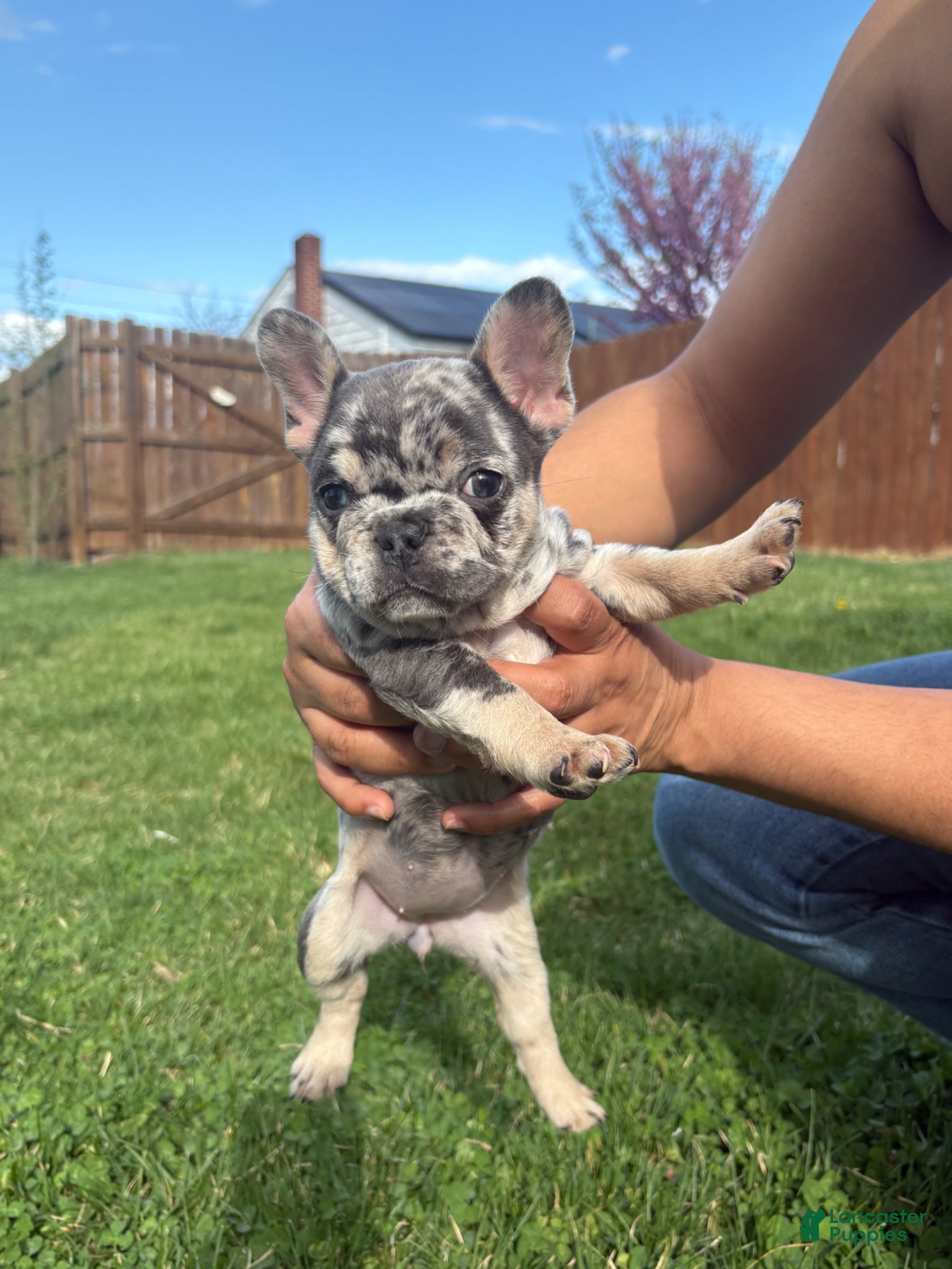 French Bulldog dogs French Bulldog Puppy  - Ad 1