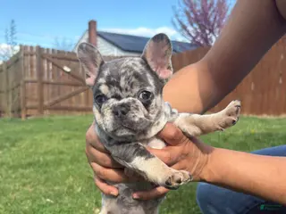 French Bulldog dogs for sale: French Bulldog Puppy - Ad 2