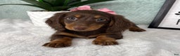 Miniature Dachshund dogs for sale: Demi - Ad 3
