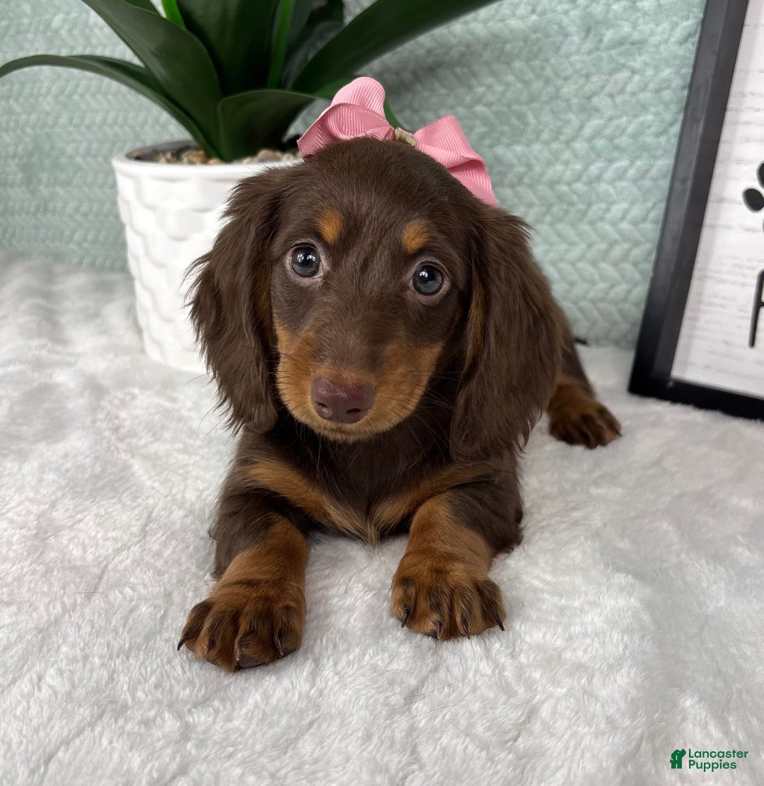 Miniature Dachshund dogs for sale: Demi - Ad 3