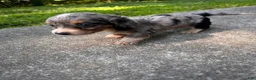 Dachshund dogs for sale: Female Five - Ad 3
