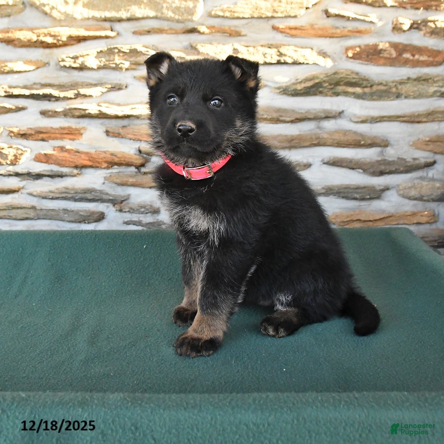 German Shepherd dogs Mable - Ad 33