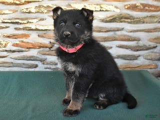 German Shepherd dogs Mable - Ad 37