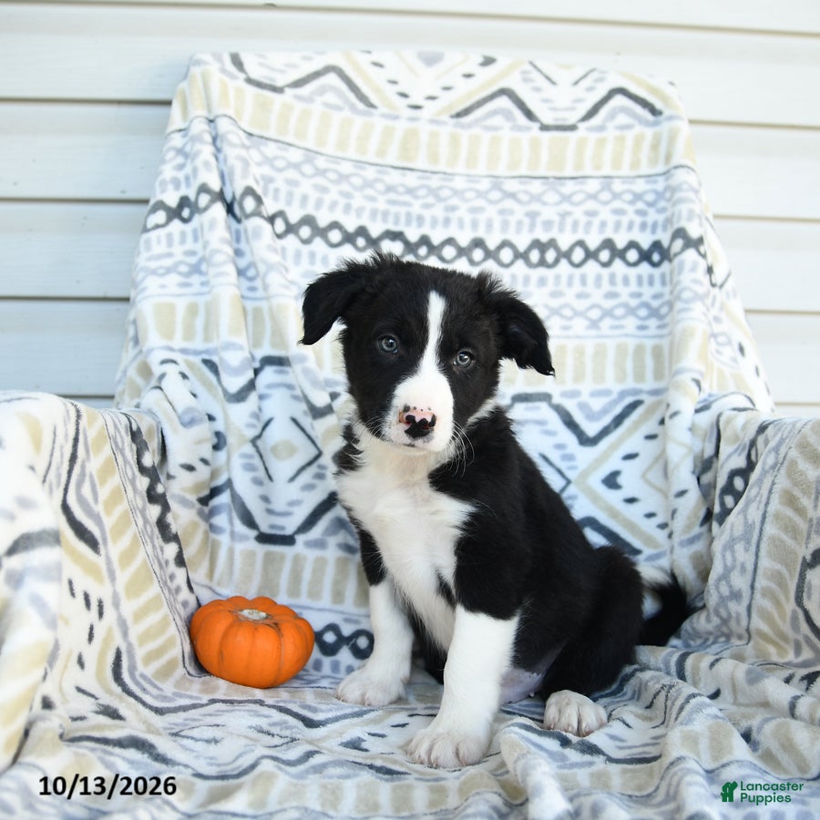 Border Collie dogs for sale: Edge - Ad 2