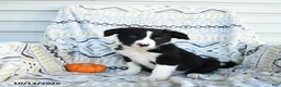 Border Collie dogs for sale: Edge - Ad 2