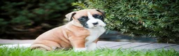 Boxer dogs for sale: Jewel - Ad 2