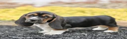 Basset Hound dogs for sale: Lola  - Ad 2