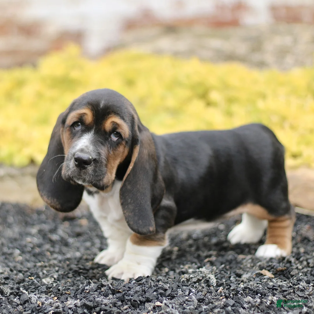 Basset Hound dogs for sale: Lola  - Ad 2