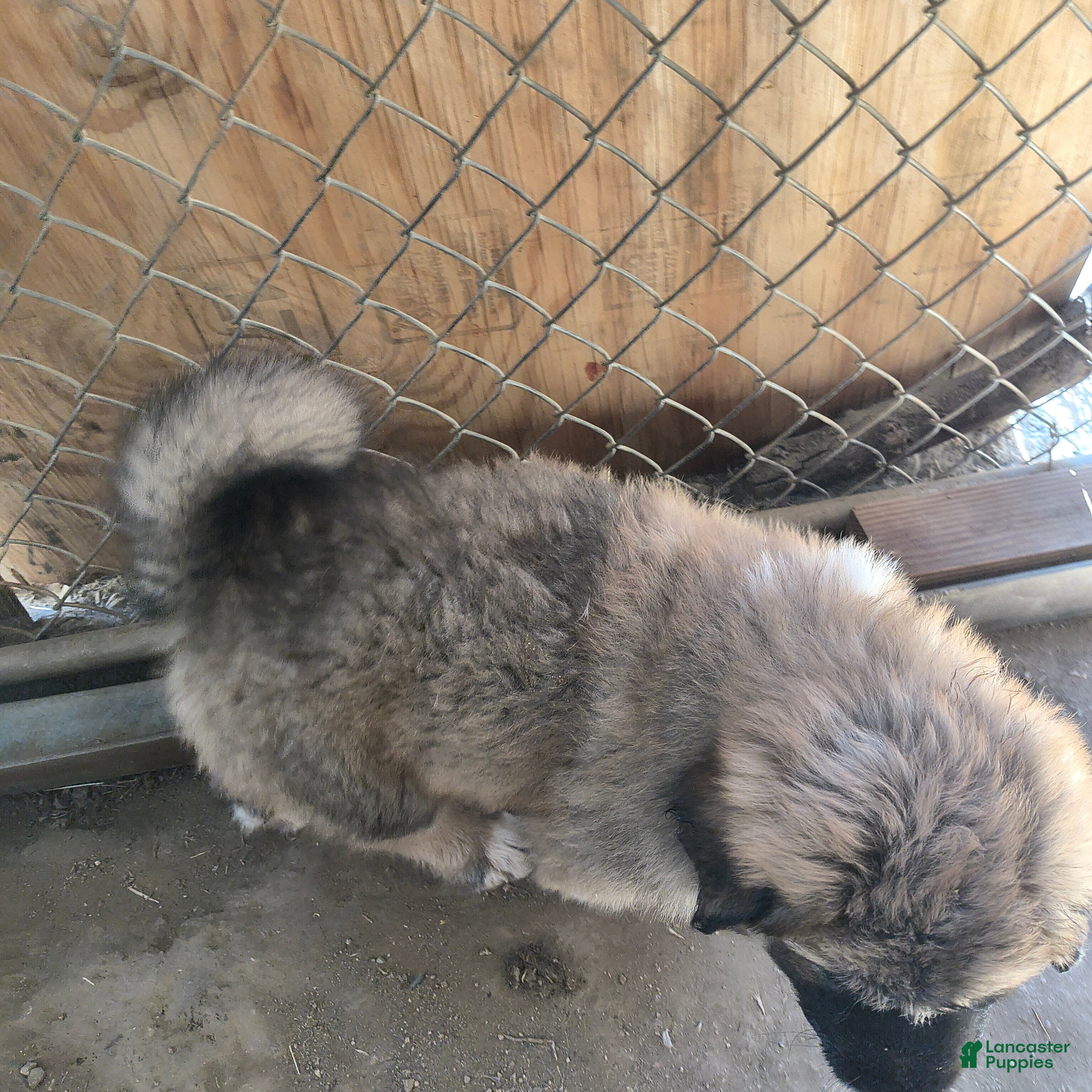 Mixed Breed dogs  1 - Ad 1