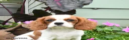 Cavalier King Charles Spaniel dogs for sale: Baxton - Ad 5