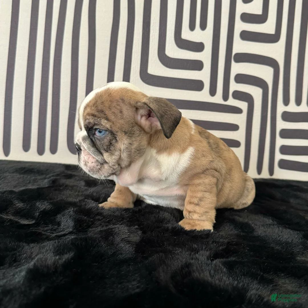 English Bulldog dogs for sale: Rambo - Ad 10