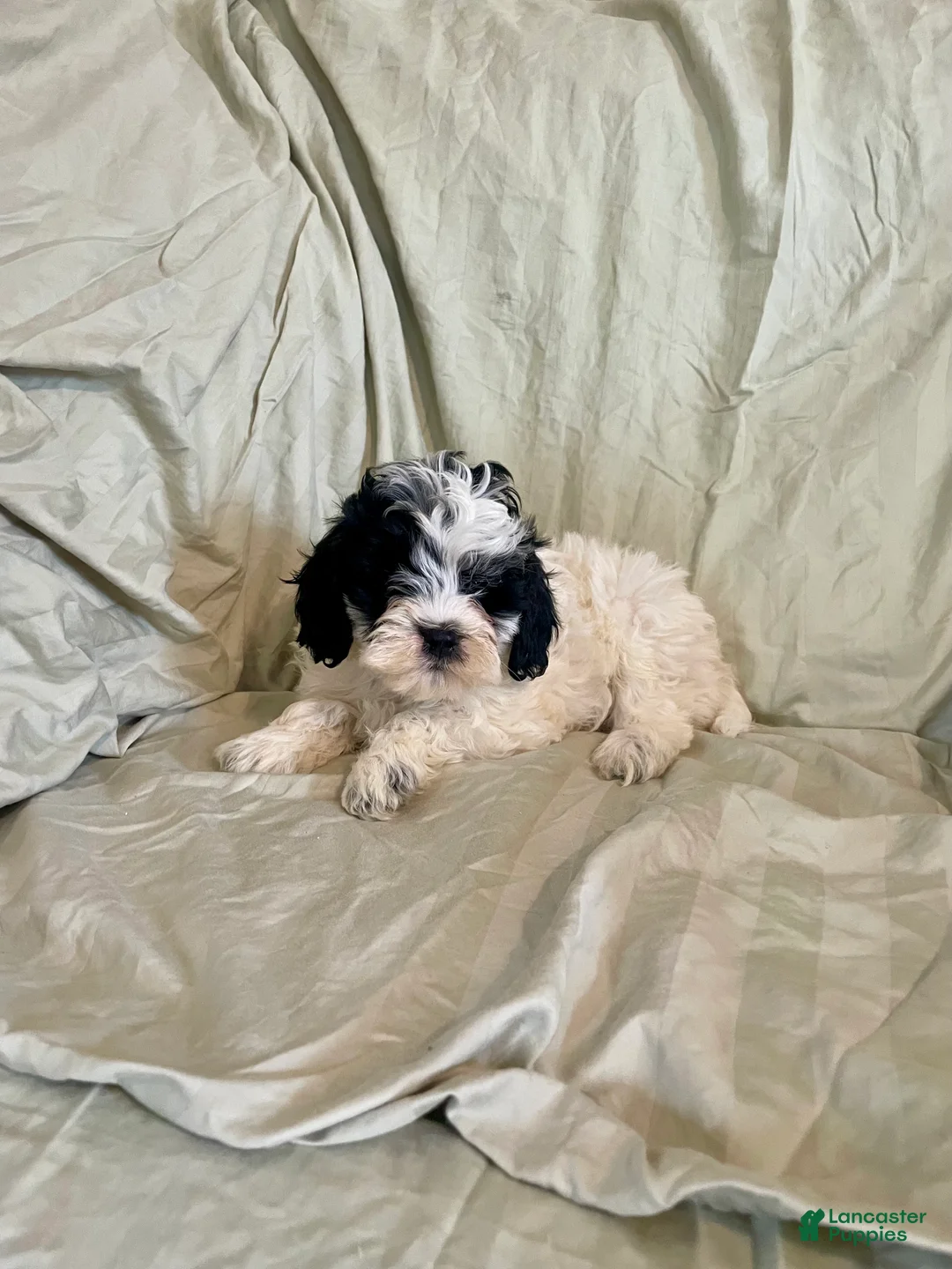 Cockapoo dogs for sale: Sam - Ad 2