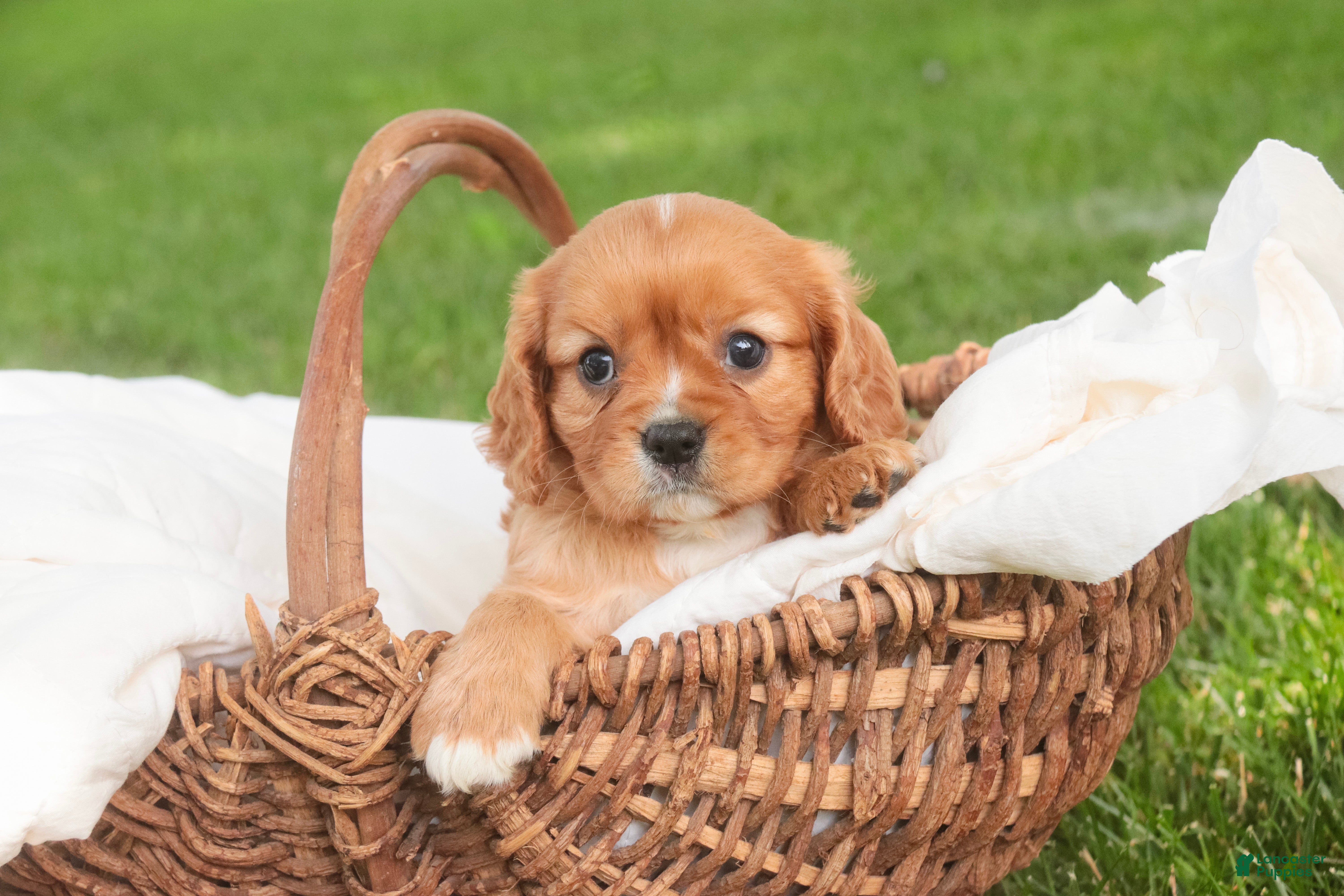 Cavalier King Charles Spaniel dogs Lola Cavalier King Charles Spaniel  - Ad 2