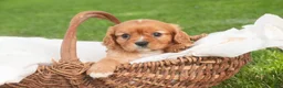 Cavalier King Charles Spaniel dogs for sale: Lola Cavalier King Charles Spaniel  - Ad 2