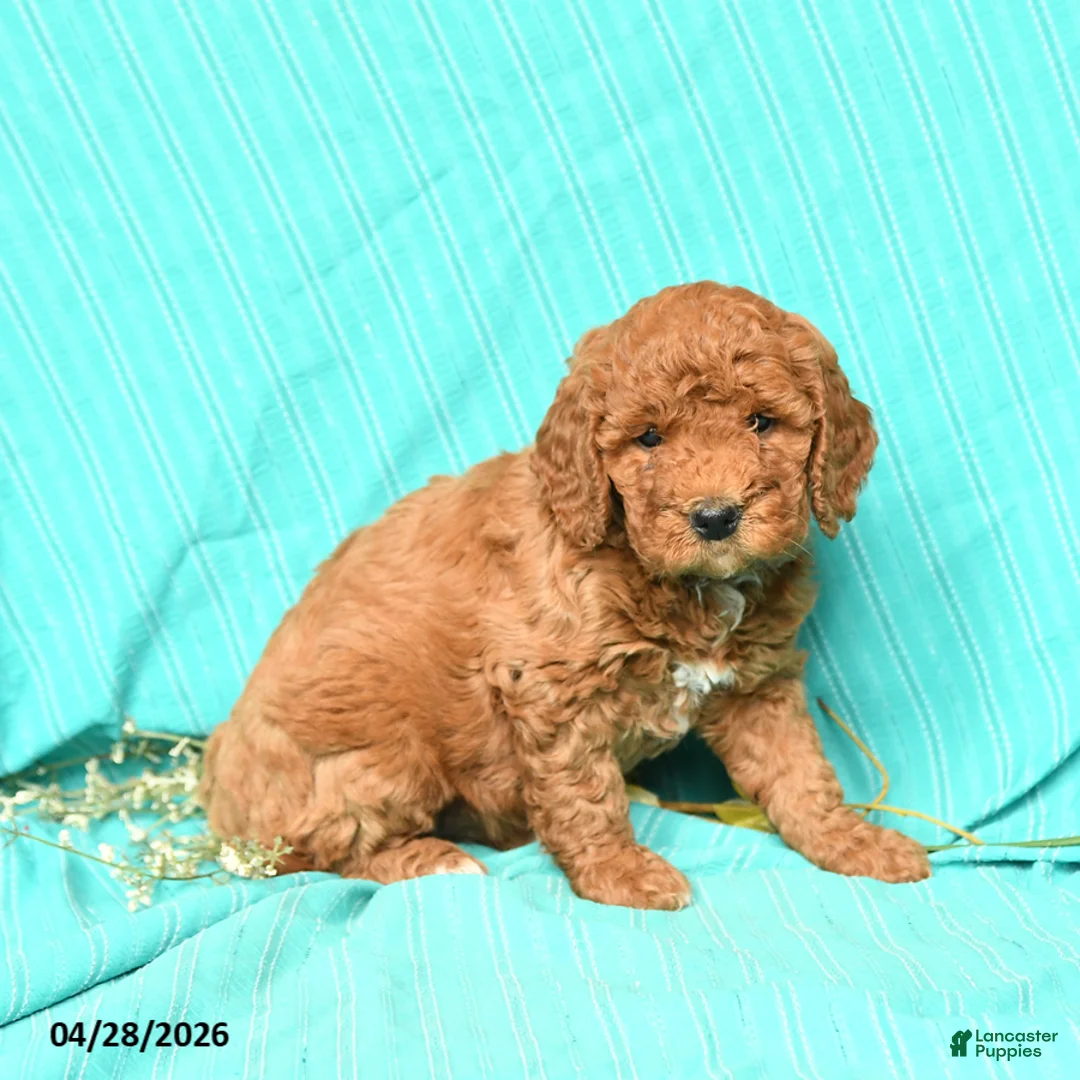 Goldendoodle dogs for sale: Raven - Ad 3