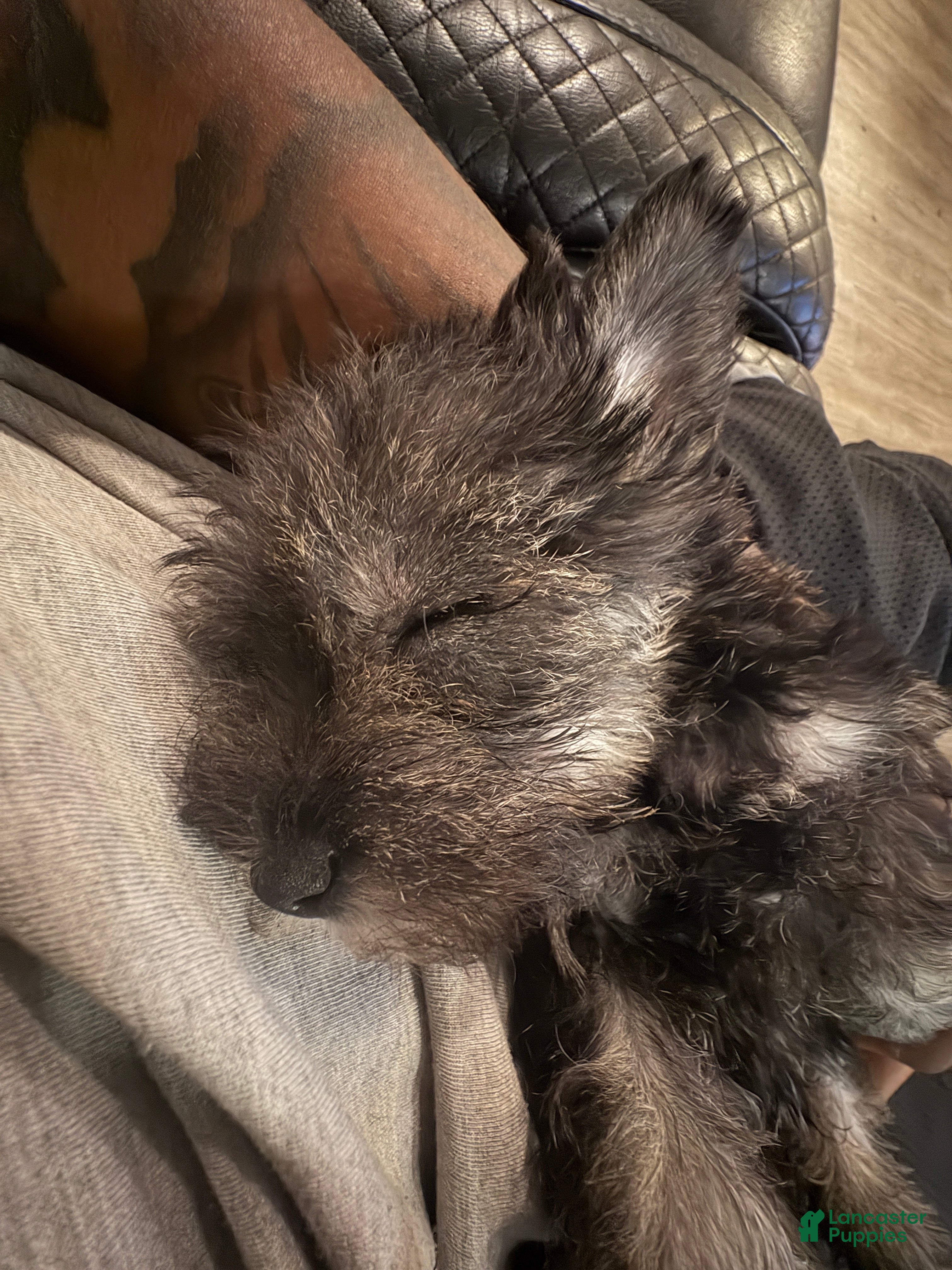 Miniature Schnauzer dogs for sale: Miniature Schnauzer Puppy 1 - Ad 1