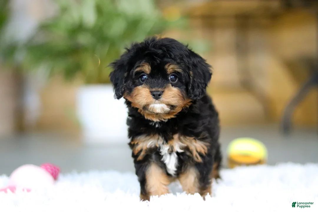 Cavapoo dogs for sale: Callie - Ad 2
