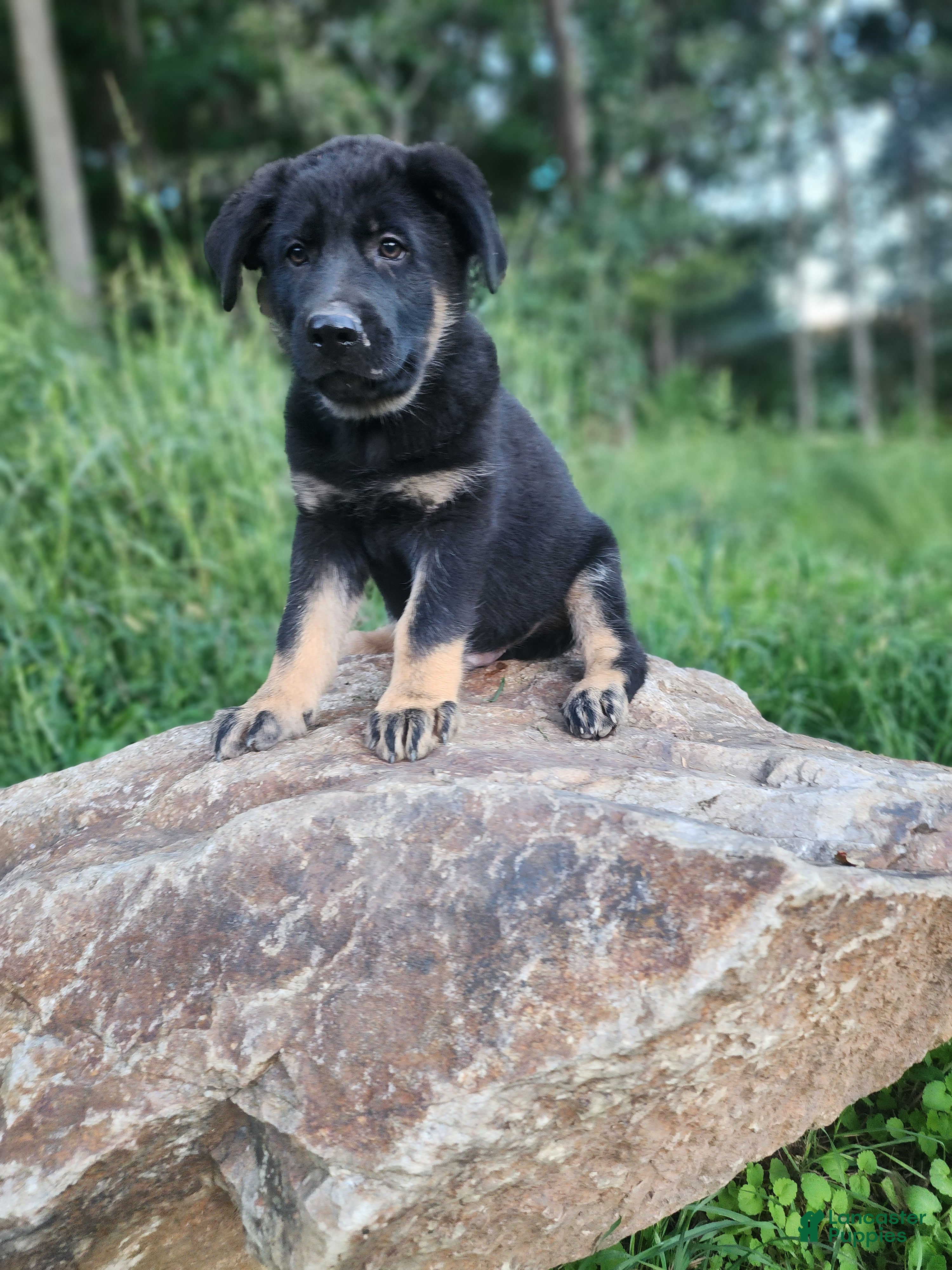 German Shepherd dogs  Tar - Ad 1