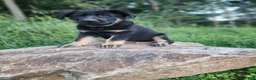 German Shepherd dogs for sale:  Tar - Ad 9